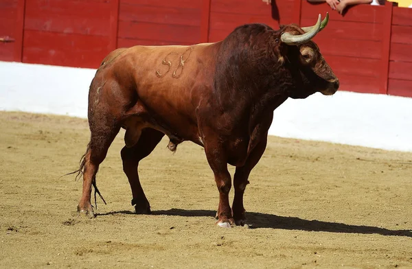 Grande Toro Sulla Spagna — Foto Stock