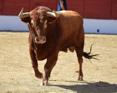 İspanya büyük boğa