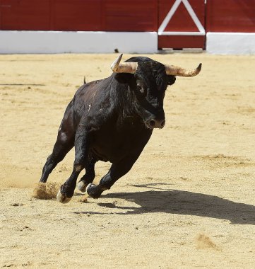 İspanya'ile büyük boynuzları boğa
