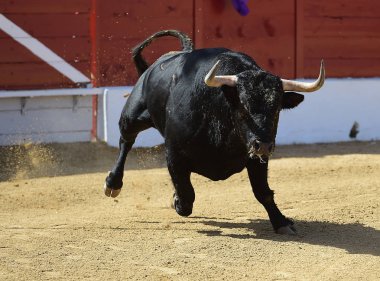 İspanya'ile büyük boynuzları boğa