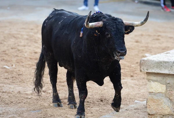 Touro Espanha Com Chifres Grandes — Fotografia de Stock