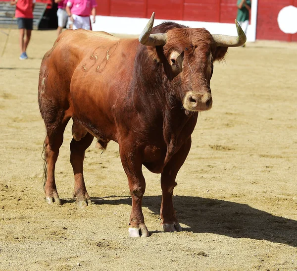 Bulle Spanien Mit Großen Hörnern — Stockfoto