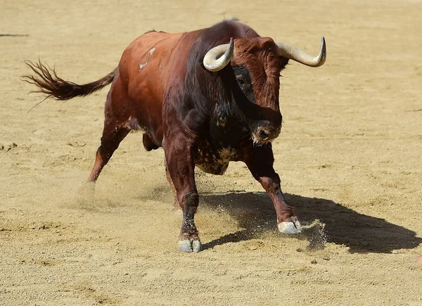 Bull Spain Big Horns — Stock Photo, Image