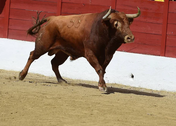 スペインの大きな角を持つ牛します — ストック写真