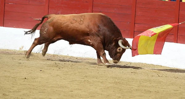 Toro Spagna Con Grandi Corna — Foto Stock