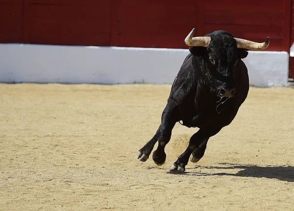 Tjuren Spanien Med Stora Horn — Stockfoto