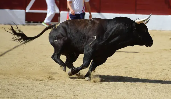 Taureau Espagne Avec Grandes Cornes — Photo