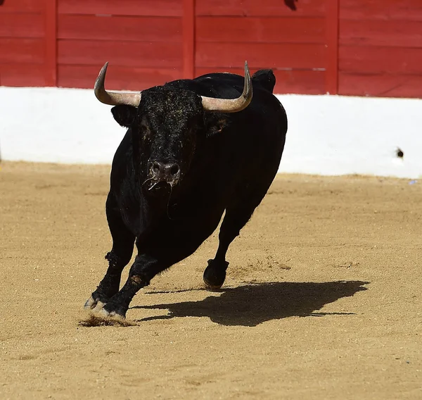 Touro Espanha Com Chifres Grandes — Fotografia de Stock