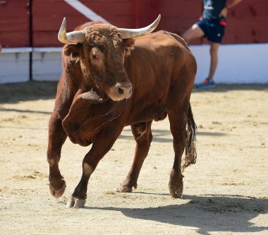 İspanya'ile büyük boynuzları boğa