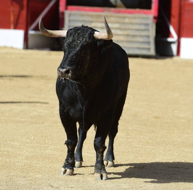 İspanya'ile büyük boynuzları boğa