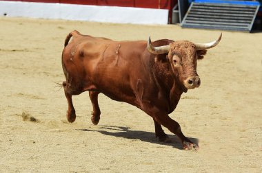 Gözlük İspanyol boğa