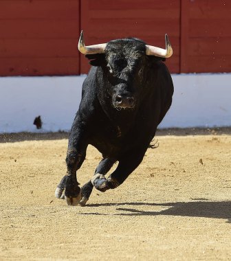 Gözlük İspanyol boğa
