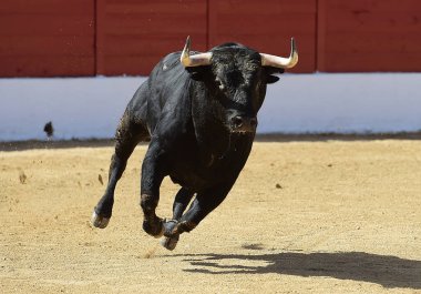 Gözlük İspanyol boğa