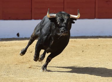 Gözlük İspanyol boğa
