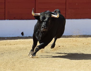 Gözlük İspanyol boğa