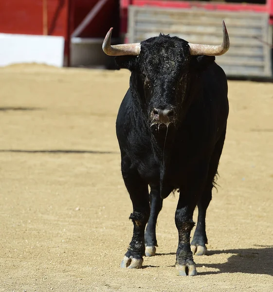 Spanischer Bulle Spektakel — Stockfoto