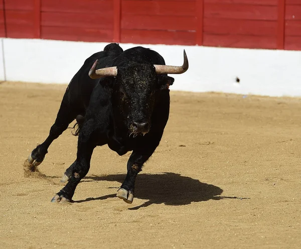 Španělský Býk Podívané — Stock fotografie