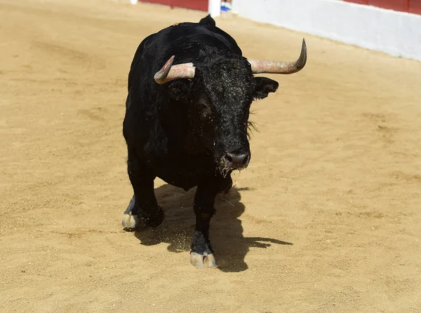 光景ではスペイン牛 — ストック写真