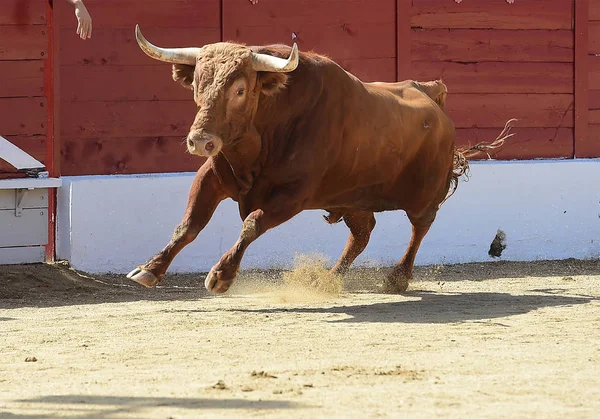 Espanhol Touro Espetáculo — Fotografia de Stock