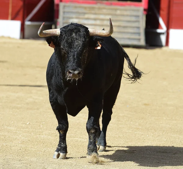 Espanhol Touro Espetáculo — Fotografia de Stock