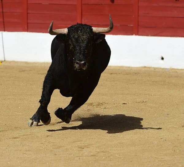 Spanischer Bulle Spektakel — Stockfoto