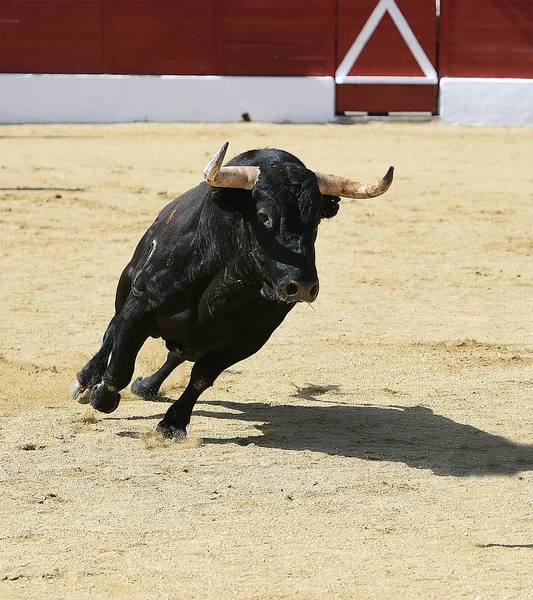 Espanhol Touro Espetáculo — Fotografia de Stock