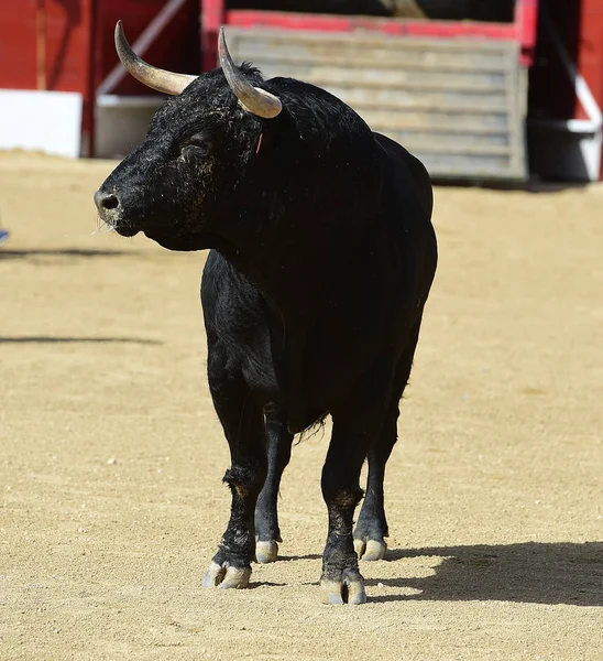 奇观中的西班牙公牛 — 图库照片