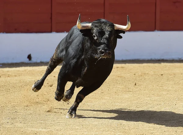 奇观中的西班牙公牛 — 图库照片