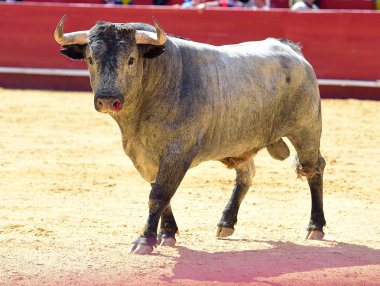 Büyük boynuzlu İspanyol boğası.