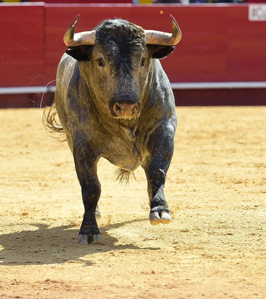 Spanish bull with big horns