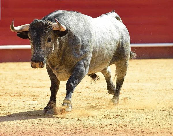 Touro Espanhol Com Chifres Grandes — Fotografia de Stock