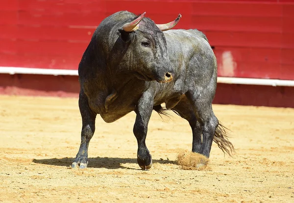 Büyük Boynuzlu Spanyol Boğası — Stok fotoğraf