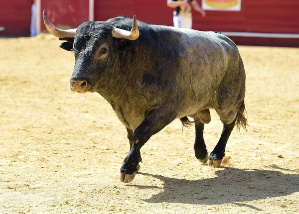 Touro Espanhol Com Chifres Grandes — Fotografia de Stock