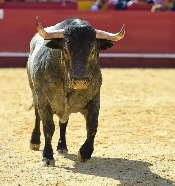 Touro Espanhol Com Chifres Grandes — Fotografia de Stock