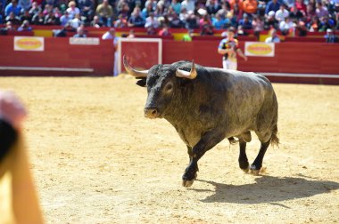 İspanya büyük boğa