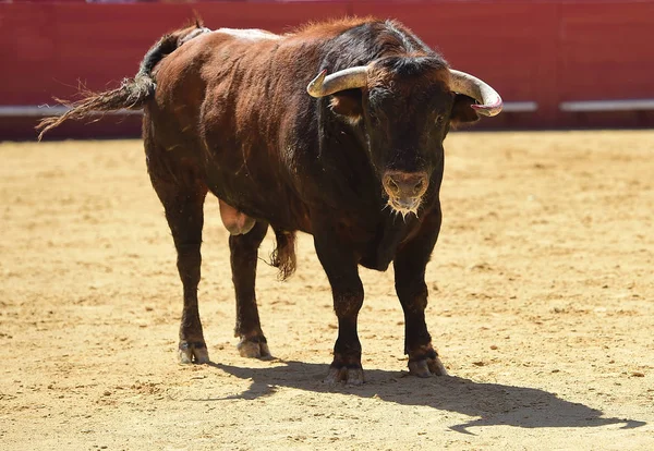 Big Bull Spain — Stock Photo, Image