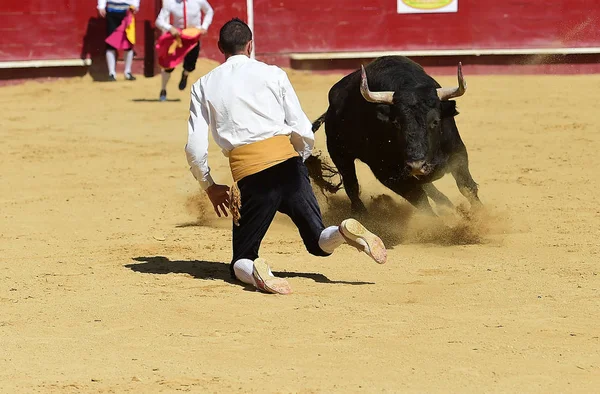 Spanischer Stier Läuft Stierkampfarena — Stockfoto