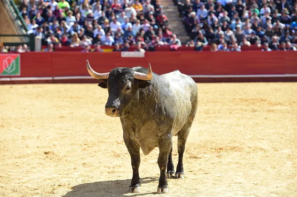 Spanischer Stier Läuft Stierkampfarena — Stockfoto