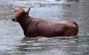 İspanyol boğa Arena içinde çalışan