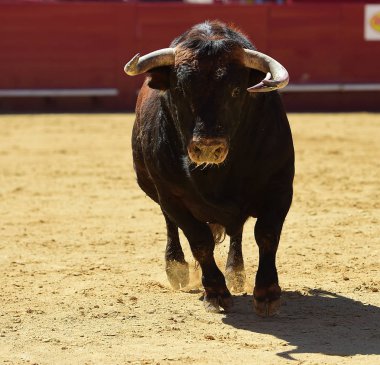 İspanyol boğa Arena içinde çalışan