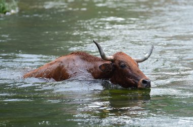 İspanyol boğa Arena içinde çalışan