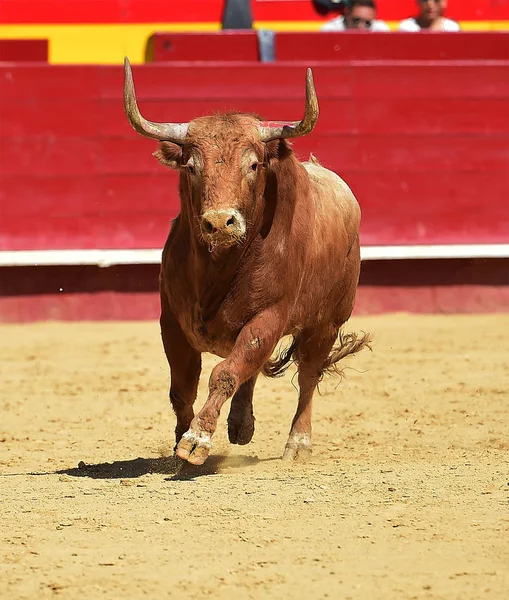 Spanischer Stier Läuft Stierkampfarena — Stockfoto