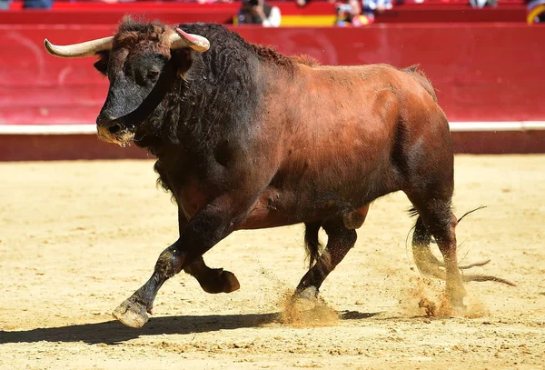 Taureau Espagnol Courant Dans Les Arènes — Photo