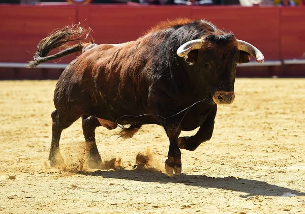 Touro Espanhol Correndo Tournée — Fotografia de Stock