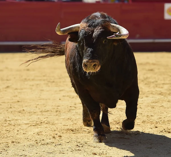 Spanischer Stier Läuft Stierkampfarena — Stockfoto