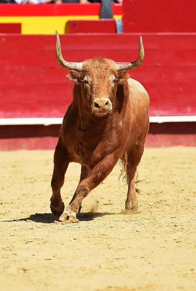 Touro Espanhol Correndo Tournée — Fotografia de Stock