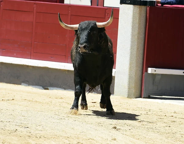 Grande Touro Espanha — Fotografia de Stock