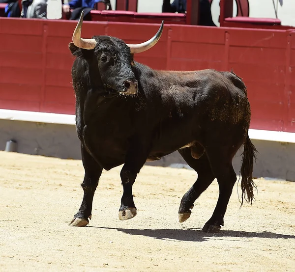 Stor Tjur Spanien — Stockfoto