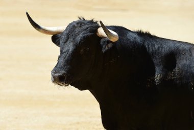 İspanya büyük boğa