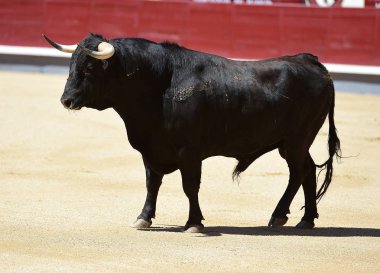 bullring İspanyol boğa